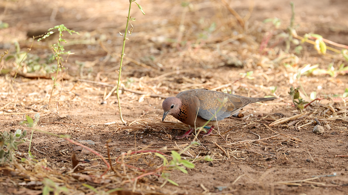 Laughing Dove